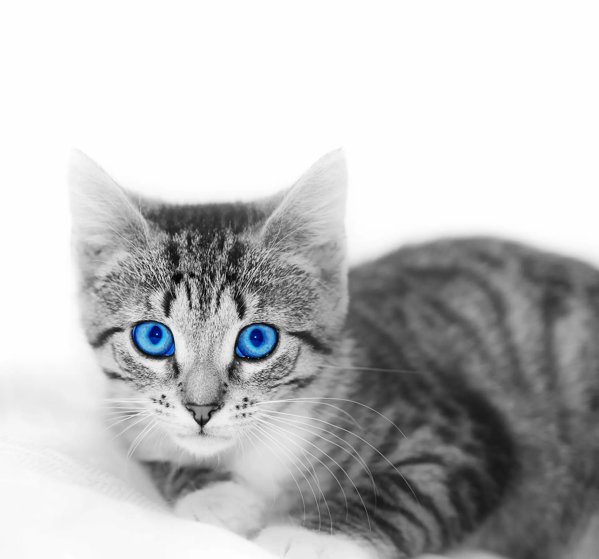 slider title one cat